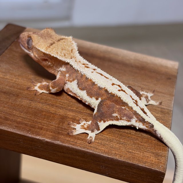 스트로베리 릴리화이트