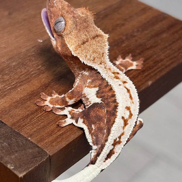 스트로베리 릴리화이트