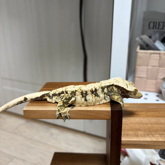 노멀 드리피 화이트스팟