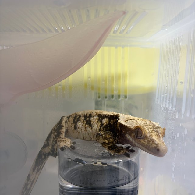 노멀 드리피 화이트스팟