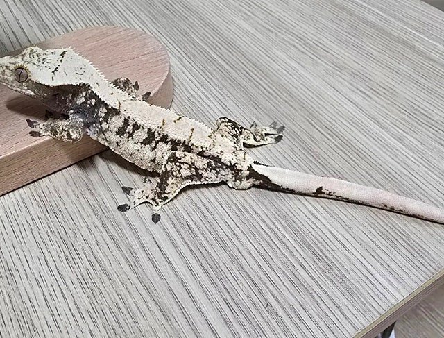 노멀 드리피 화이트스팟