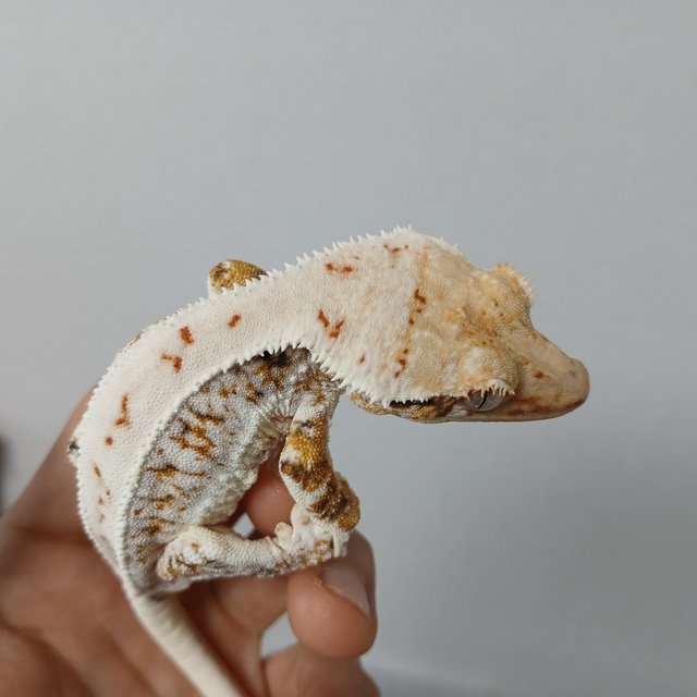 트라이 익스트림할리퀸 릴리화이트