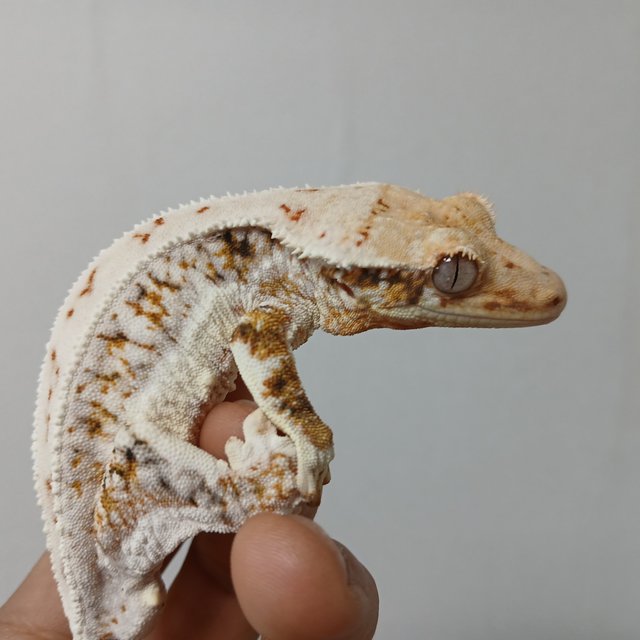 트라이 익스트림할리퀸 릴리화이트