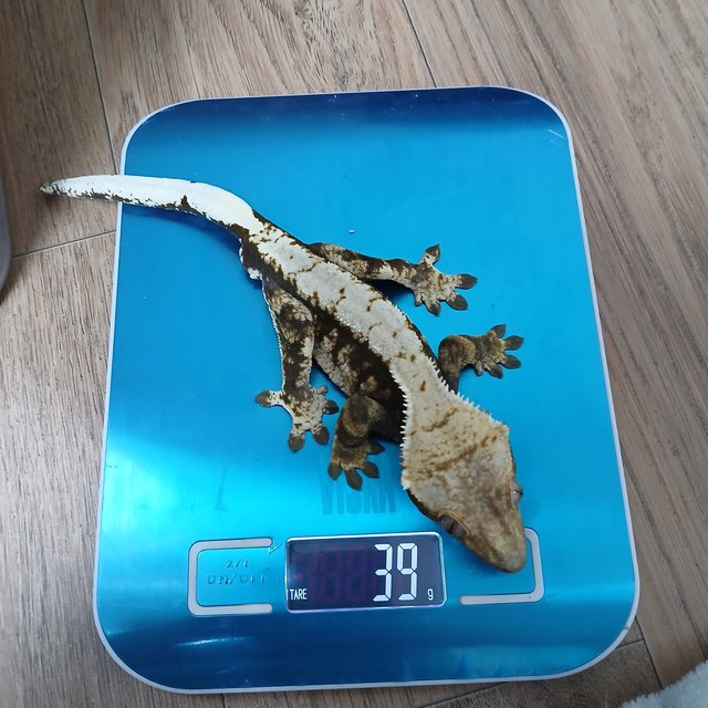 릴리화이트 할리퀸