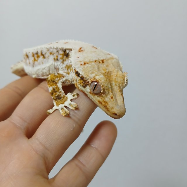 트라이 익스트림할리퀸 릴리화이트