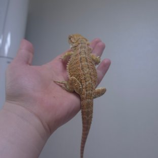 시트러스 오랜지