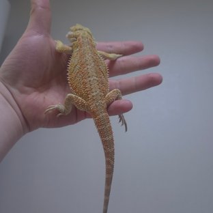 시트러스 오랜지