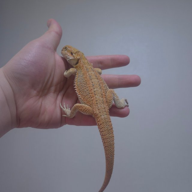 시트러스 오랜지