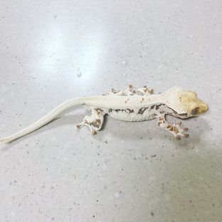 분타