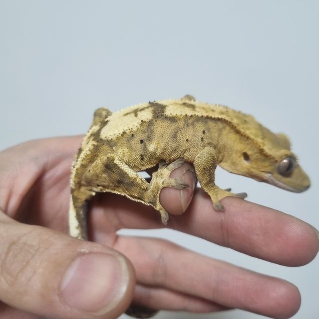 브린들