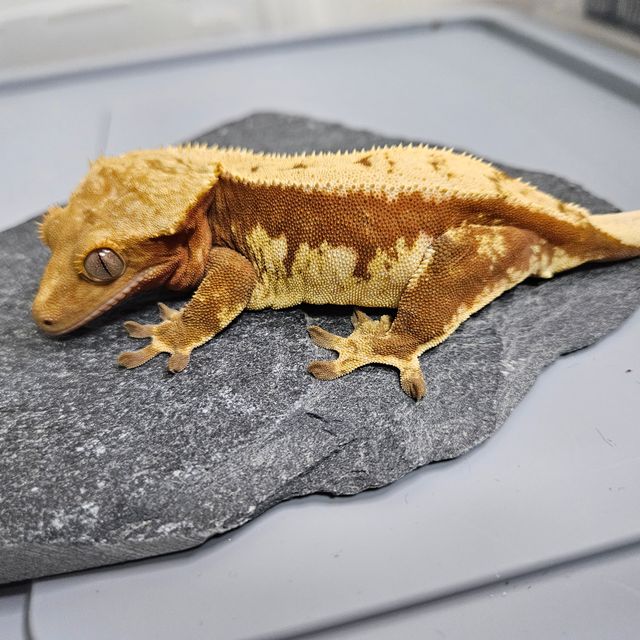 레드 쿼드