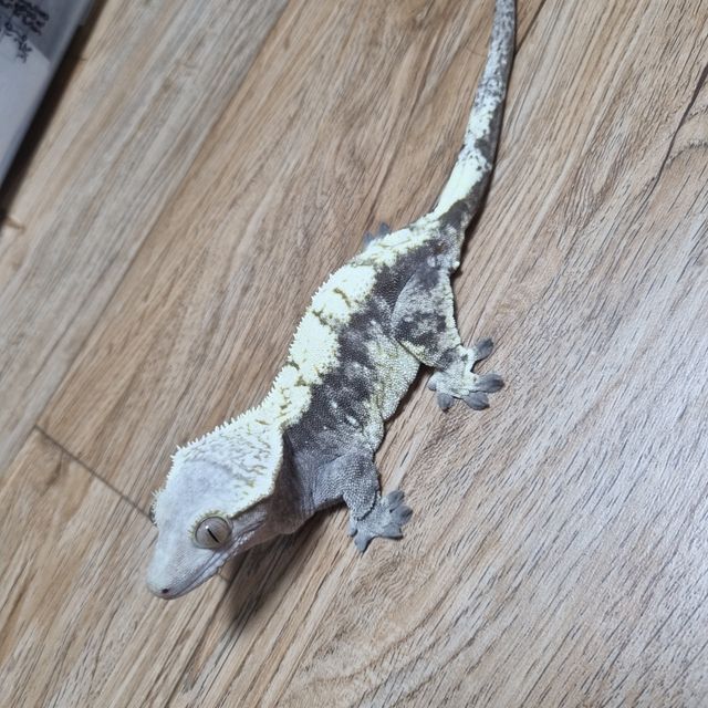 트라이 익스트림할리퀸