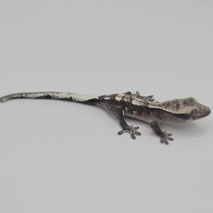 아잔틱