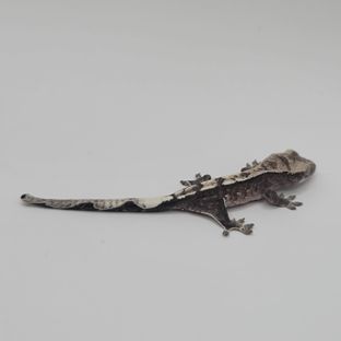 아잔틱
