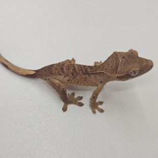 슈퍼달마시안