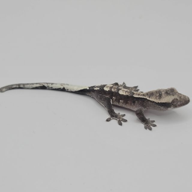 아잔틱