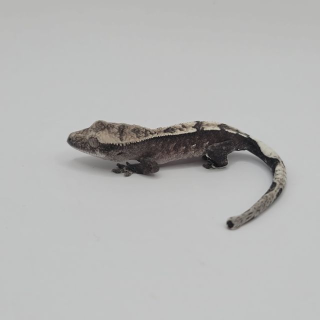아잔틱