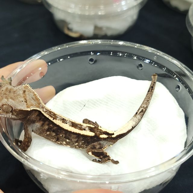 카푸치노