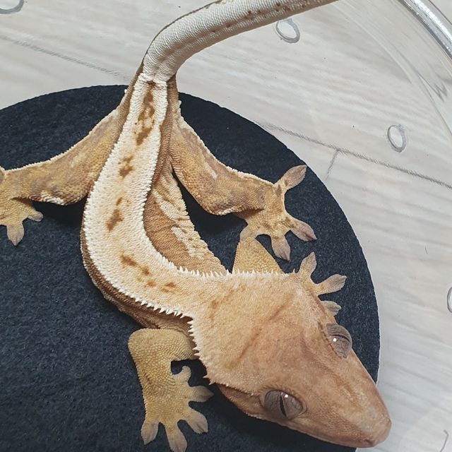 크림시클
