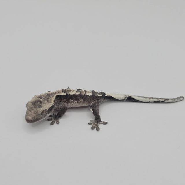 아잔틱