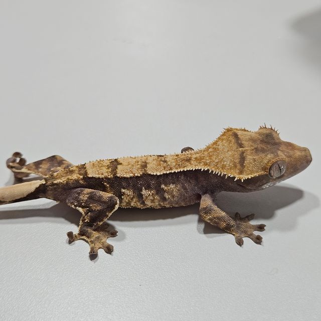 트라이
