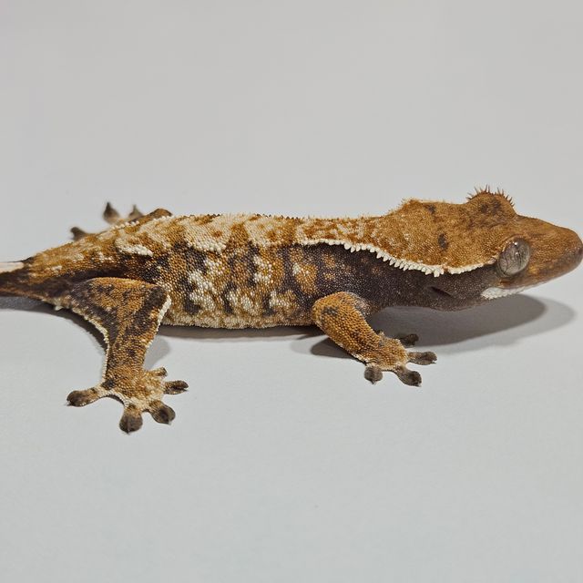 트라이 익스트림할리퀸 바브