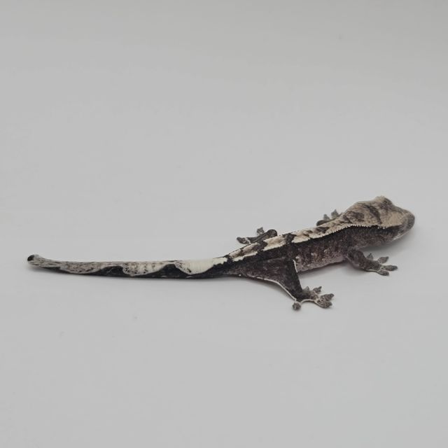 아잔틱