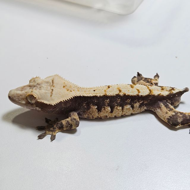 트라이
