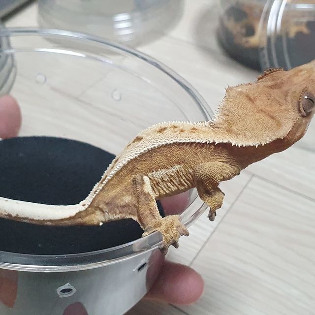크림시클