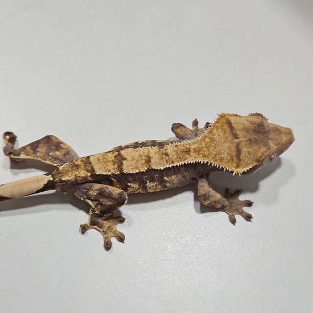 트라이