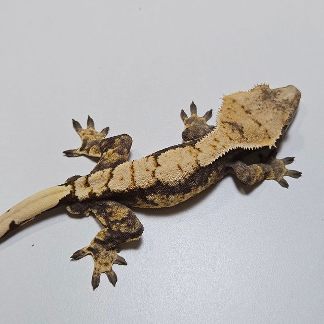 트라이