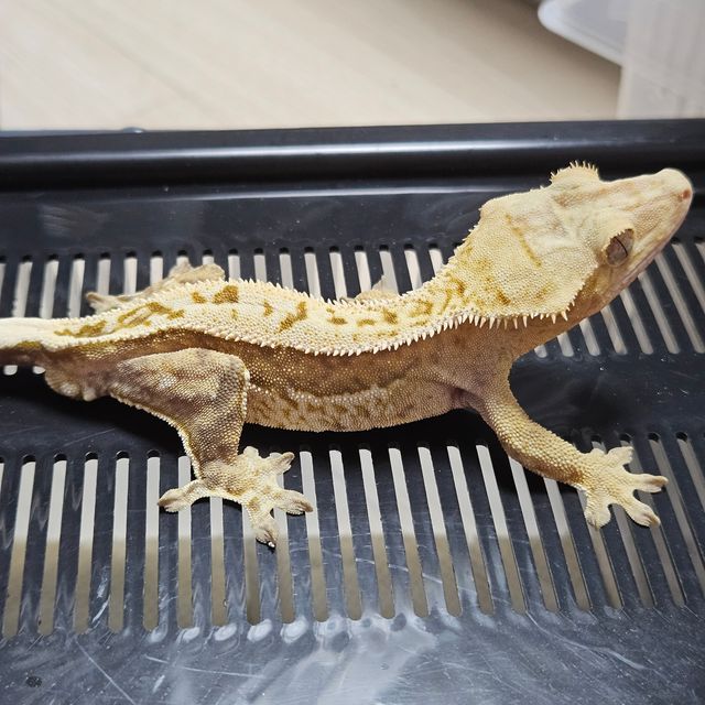 크림시클 쿼드 풀핀 옐로우