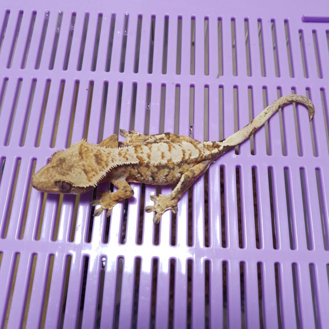 트라이 익스트림할리퀸