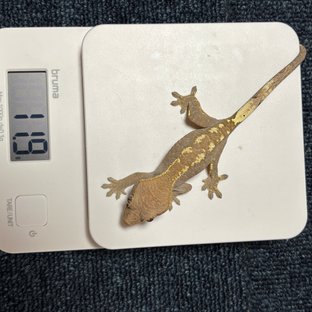 카푸치노