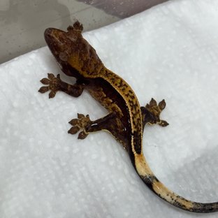 쿼드 핀스트라이프 100%헷아잔틱