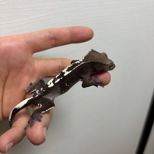 아잔틱