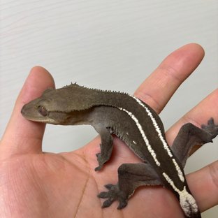 아잔틱