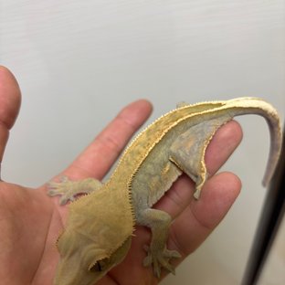 풀핀 100%헷아잔틱
