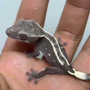 핀스트라이프 아잔틱