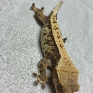 바브 트라이 익스트림할리퀸