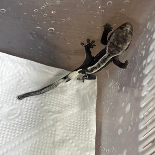 핀스트라이프 아잔틱