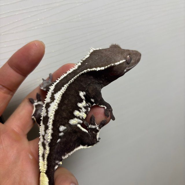 프라푸치노 아잔틱