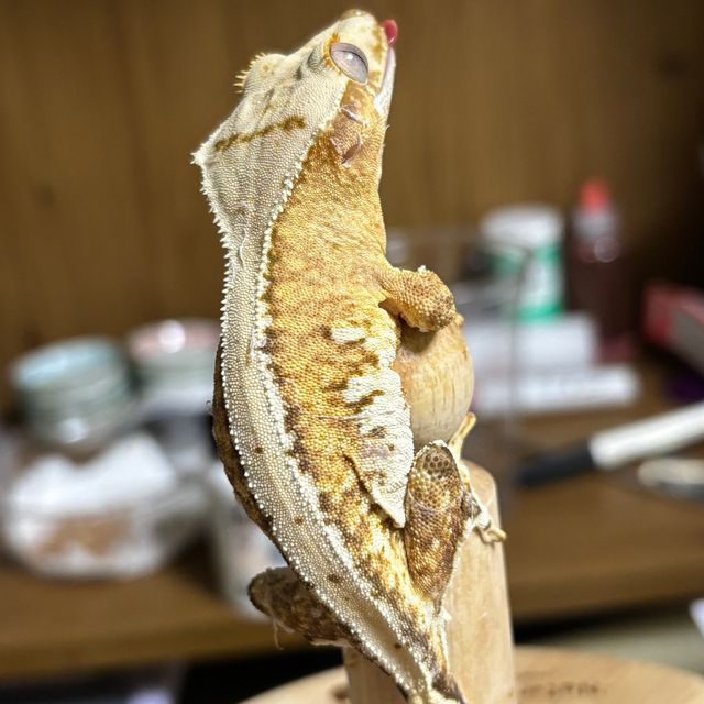 릴리100%헷아잔틱