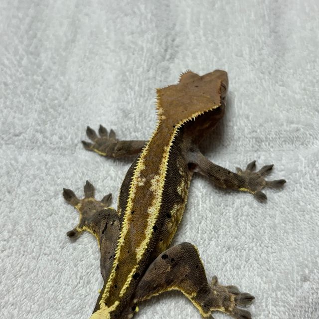 카푸치노 풀핀