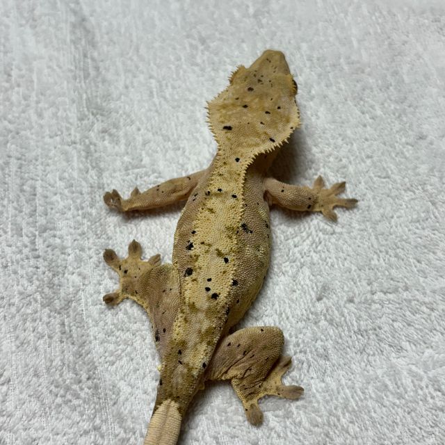 슈퍼달마시안