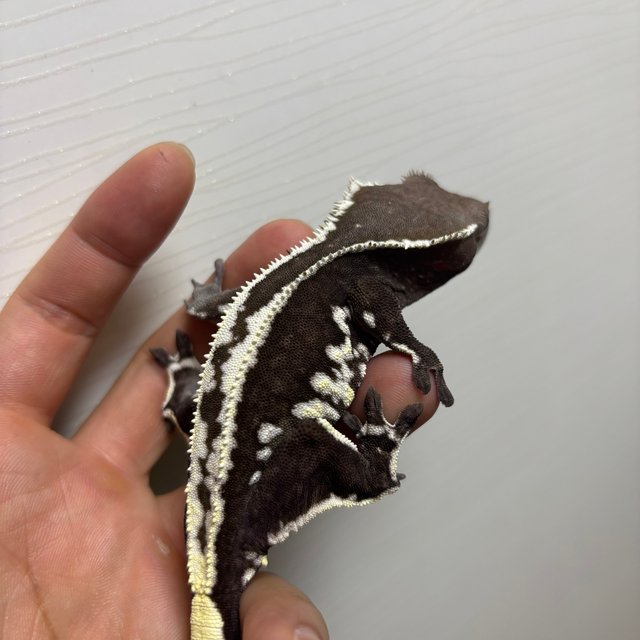 프라푸치노 아잔틱