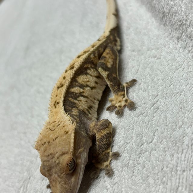 바브 트라이 익스트림할리퀸