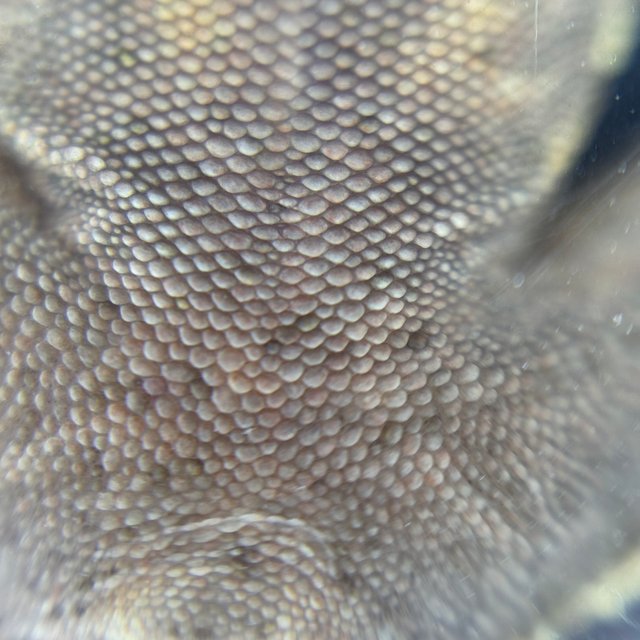 쿼드 풀핀 카푸치노