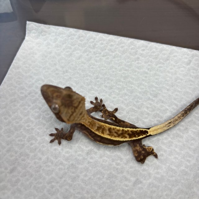 쿼드 풀핀 카푸치노