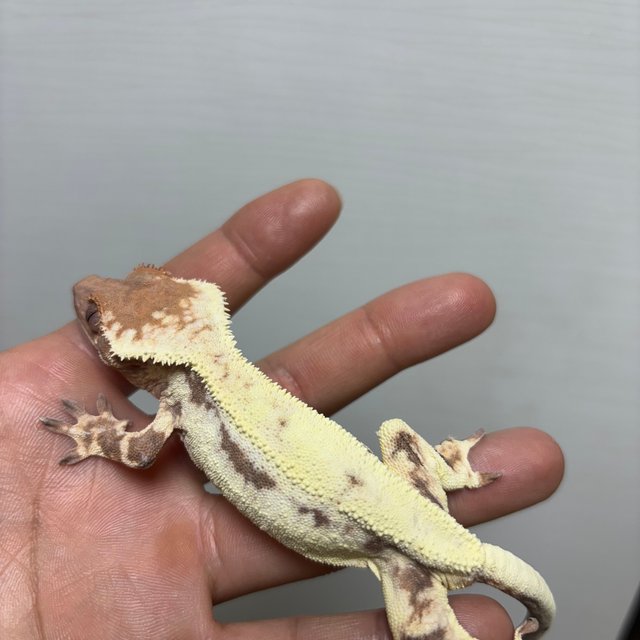 100%헷아잔틱 릴리 세이블